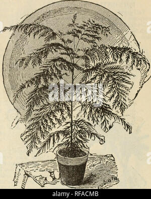 . Katalog von Obstbäumen, Evergreens, Rosen, etc. Baumschulen (Gartenbau) Kataloge; Baumschulen (Gartenbau) Georgia; Blumen; Kataloge Kataloge Kataloge Sträucher, Bäume, Obstbäume, Pflanzen, Zierpflanzen Kataloge Kataloge. I P J. Berckmans 1 JJescriptive Katalog. 65 Lambertii-rot; groß. Lucien Linden - Blumen, Gelb, gestreift und gefleckt leuchtend rot. Miniata - lebendige Rot, machbar. Sub-Violaceus - Crimson - getönt, Violett. ) Ttled rhite. Versicolor - Blumen Single; Purpurrot und Weiß. Zebrinns-Rot, gestreift JASMIUM. Die duftenden blühenden Sträuchern. (1001 Jasmin Sambac) - Blume Stockfoto
