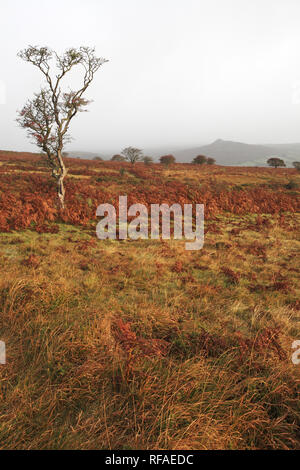 Hawthorn tree Cragaegus moschata auf moorland mit scharfen Tor über Yartor unten Nationalpark Dartmoor Devon England Großbritannien Stockfoto