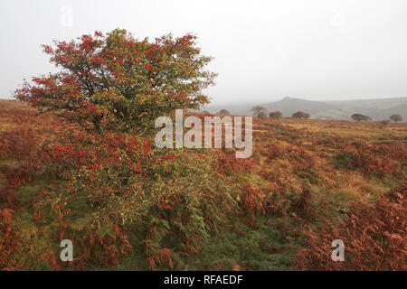 Hawthorn tree Cragaegus moschata auf moorland mit scharfen Tor über Yartor unten Nationalpark Dartmoor Devon England Großbritannien Stockfoto