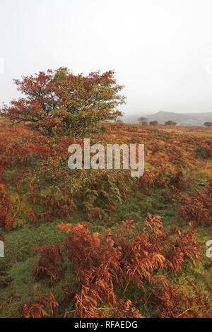 Hawthorn tree Cragaegus moschata auf moorland mit scharfen Tor über Yartor unten Nationalpark Dartmoor Devon England Großbritannien Stockfoto