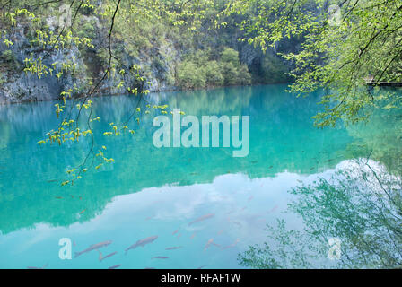 Nationalpark Plitvicer Seen, Kroatien. Türkisfarbene Seen von Tuffstein, oder Travertin getrennt, Barrieren Stockfoto