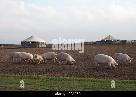 Schweine und jurte Typ Unterstände auf Ackerland in der Nähe von Old Sarum Salisbury Wiltshire England Großbritannien Stockfoto