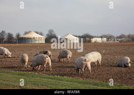 Schweine und jurte Typ Unterstände auf Ackerland in der Nähe von Old Sarum Salisbury Wiltshire England Großbritannien Stockfoto