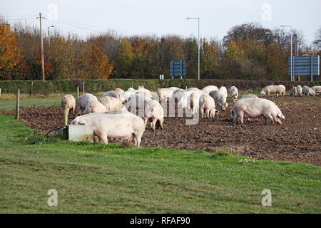 Schweine auf Ackerland in der Nähe von Old Sarum Salisbury Wiltshire England Großbritannien Stockfoto