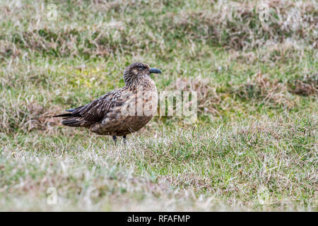 Great skua (Eulen skua) auf Moorland, hermaness National Nature Reserve, Unst, Shetlandinseln, Schottland, Großbritannien Stockfoto