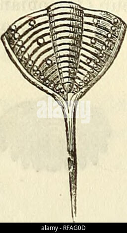 . Katalog von Abgüssen von Fossilien, von den wichtigsten Museen von Europa und Nordamerika, mit kurzen Beschreibungen und Abbildungen. Fossilien. . Bitte beachten Sie, dass diese Bilder sind von der gescannten Seite Bilder, die digital für die Lesbarkeit verbessert haben mögen - Färbung und Aussehen dieser Abbildungen können nicht perfekt dem Original ähneln. extrahiert. Bezirk, Henry A. (Henry Augustus), 1834-1906. Rochester, N.Y., Benton & Amp; Andrews, Drucker Stockfoto