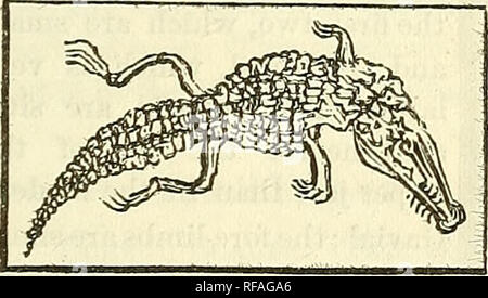 . Katalog von Abgüssen von Fossilien, von den wichtigsten Museen von Europa und Nordamerika, mit kurzen Beschreibungen und Abbildungen. Fossilien. Schädel. Dies ist eine der ersten Crocodilians mit cup ancTball Wirbel, dass ihr Aussehen. Dieses Exemplar wurde in der Unterkreide Betten von New Jersey gefunden, und ist im Museum der Akademie der Naturwissenschaften in Philadelphia. Größe 25 x 13. Preis, $ 7,50. Nr. 249. Crocodileimns robustus. Skelett, auf Platte. Original aus der lithographischen Kalkstein (obere Oolite) im Departement Ain, Frankreich, und jetzt im Museum für Naturgeschichte in Lyon. Si Stockfoto