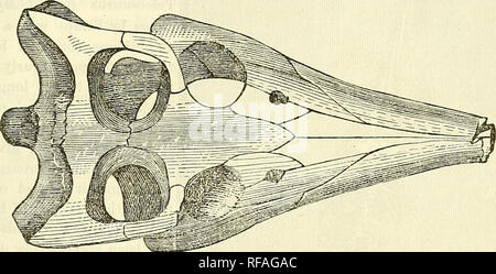 . Katalog von Abgüssen von Fossilien, von den wichtigsten Museen von Europa und Nordamerika, mit kurzen Beschreibungen und Abbildungen. Fossilien. HEI'TILIA. 67 Nr. 243. CroCOdilUS Clavirostris, Morton.. Schädel. Dies ist eine der ersten Crocodilians mit cup ancTball Wirbel, dass ihr Aussehen. Dieses Exemplar wurde in der Unterkreide Betten von New Jersey gefunden, und ist im Museum der Akademie der Naturwissenschaften in Philadelphia. Größe 25 x 13. Preis, $ 7,50. Nr. 249. Crocodileimns robustus. Skelett, auf Platte. Original aus der lithographischen Kalkstein (obere Oolite) im Departement Ain, Fran Stockfoto