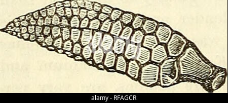 . Katalog von Abgüssen von Fossilien, von den wichtigsten Museen von Europa und Nordamerika, mit kurzen Beschreibungen und Abbildungen. Fossilien. . Bitte beachten Sie, dass diese Bilder sind von der gescannten Seite Bilder, die digital für die Lesbarkeit verbessert haben mögen - Färbung und Aussehen dieser Abbildungen können nicht perfekt dem Original ähneln. extrahiert. Bezirk, Henry A. (Henry Augustus), 1834-1906. Rochester, N.Y., Benton & Amp; Andrews, Drucker Stockfoto