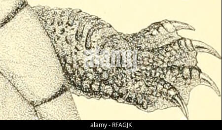 . Katalog Der chelonians, rhynchocephalians, und Krokodile im British Museum (Natural History). Chelonia (Gattung); Rhynchocephalia; Krokodile. v^. Bitte beachten Sie, dass diese Bilder sind von der gescannten Seite Bilder, die digital für die Lesbarkeit verbessert haben mögen - Färbung und Aussehen dieser Abbildungen können nicht perfekt dem Original ähneln. extrahiert. British Museum (Natural History). Abt. der Zoologie; Boulenger, George Albert, 1858-1937. London: Gedruckt im Auftrag des Kuratoriums Stockfoto