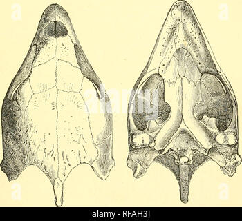 . Katalog Der chelonians, rhynchocephalians, und Krokodile im British Museum (Natural History). Chelonia (Gattung); Rhynchocephalia; Krokodile. Schädel von Chelonc imhricata. o2. Bitte beachten Sie, dass diese Bilder sind von der gescannten Seite Bilder, die digital für die Lesbarkeit verbessert haben mögen - Färbung und Aussehen dieser Abbildungen können nicht perfekt dem Original ähneln. extrahiert. British Museum (Natural History). Abt. der Zoologie; Boulenger, George Albert, 1858-1937. London: Gedruckt im Auftrag des Kuratoriums Stockfoto