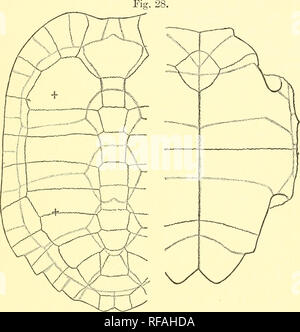 . Katalog Der chelonians, rhynchocephalians, und Krokodile im British Museum (Natural History). Chelonia (Gattung); Rhynchocephalia; Krokodile. 10. BELLIA. 99 median Naht, humerals die kürzeste; axillare und inguinalen Lagerschilden vorhanden. Kopf eher groß, Schnauze sehr kurze, nicht vorstehend; Oberkiefer stark gekrümmte auf jeder Seite, nicht angeschlossen; die Breite des Unterkiefers an der symphyse ist ein wenig kleiner als der Durchmesser des Orbits. Ziffern Schwimmhäuten zwischen den Krallen; Vorderseite des Unterarms und der Außenseite des Beins mit großen Querschnitten band - wie Schuppen. Shell dunkel. Shell von BcUia crassicollis. Braun oder b Stockfoto