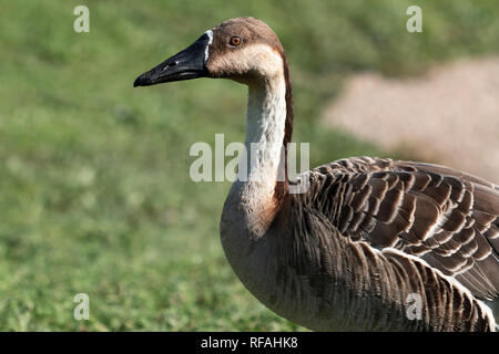 Nahaufnahme eines Schwanengans in Großbritannien Stockfoto