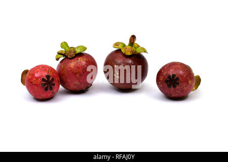 Mangosteen ist eine mehrjährige Grüner Baum aus den Tropen, der geglaubt wird, von der Malaiischen Halbinsel zu stammen und zu den Schären ausbreiten. Stockfoto