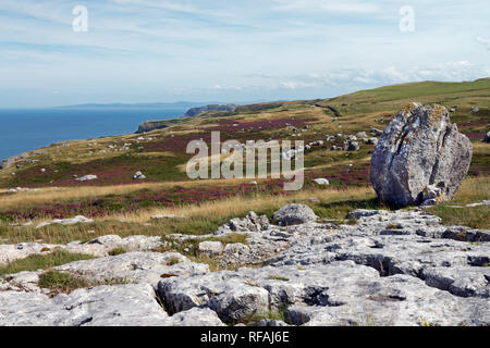 Eiszeitliche Findlinge auf der Great Orme Landspitze im Norden von Wales sind der Beweis dafür, dass die Gegend war von einem Gletscher während der letzten Eiszeit. Stockfoto