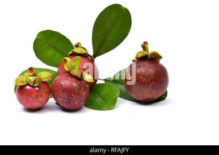 Mangosteen ist eine mehrjährige Grüner Baum aus den Tropen, der geglaubt wird, von der Malaiischen Halbinsel zu stammen und zu den Schären ausbreiten. Stockfoto