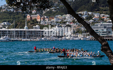 Drachenbootrennen entlang der Uferpromenade von Wellington, Neuseeland Stockfoto