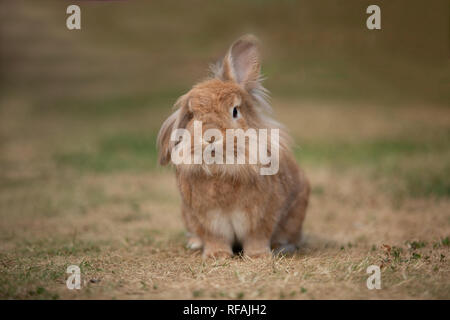 Haustiere/Kaninchen Stockfoto