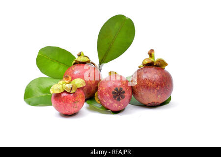 Mangosteen ist eine mehrjährige Grüner Baum aus den Tropen, der geglaubt wird, von der Malaiischen Halbinsel zu stammen und zu den Schären ausbreiten. Stockfoto