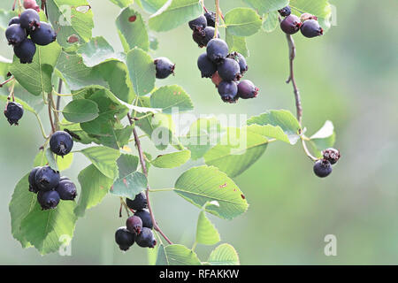 Lila saskatoon Beeren vor einem grünen Hintergrund. Stockfoto