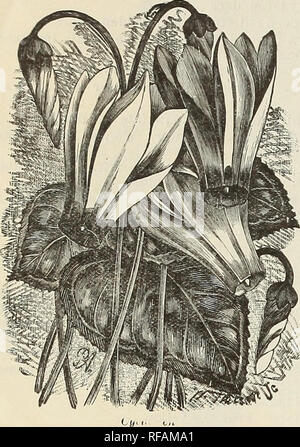 . Katalog für 1892. Baumschulen (Gartenbau) Kansas Kataloge; Gemüse Samen Kataloge; Gartengeräte und Zubehör Kataloge; Blumen Samen Kataloge. 40 MANGrELSDORF BBC 8. Co.ATCHISON, Kansas. CYCLAMEN. (Alpine Violett.) wenige Pflanzen sind mehr auffälliger als die Cy-clamen. Sie blühen im Winter und Frühling. Flow-ers sind Singu-lar in Form, in verschiedenen Farben, mit schönen Laub. Gioanteum. - &Lt;N e w J A markiert im-provementon G Persicum; auffällige Blätter und große, schöne Blumen, kleine Pflanzen jedes lUc. 'Er sicu m. - schön Mark ed Laub und sehr hübschen Fra - Gewährung blos - soms von pecul Stockfoto