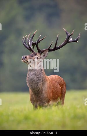 Big Red Deer, Cervus elaphus, stehenden Hirsch stolz. König von Wald mit starken Geweih. Dominante männliche Tier in der Wildnis. Stockfoto