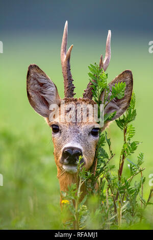 Detail der Leiter der Rehe, Hyla arborea, Buck im Sommer. In der Nähe von wilden Roebuck in der Natur. Stockfoto