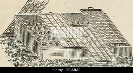 . Katalog für 1892. Baumschulen (Gartenbau) Kansas Kataloge; Gemüse Samen Kataloge; Gartengeräte und Zubehör Kataloge; Blumen Samen Kataloge. 20 MANGELSDORF BROS. Co., Atchison, Kansas. Wurzeln ANO PFLANZEN. Wir liefern gesunde, kräftige Pflanzen der Art unten in der richtigen Jahreszeit genannt. Wurzeln sind zu sperrig per e-mail senden und müssen per Express oder Fracht weitergeleitet zu werden. Bitte beachten Sie, dass diese Bilder extrahiert werden aus der gescannten Seite Bilder, die digital haben für die Lesbarkeit verbessert - Färbung und Aussehen dieser Abbildungen können nicht Perfekt rese Stockfoto