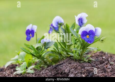 Viola sp. Stockfoto