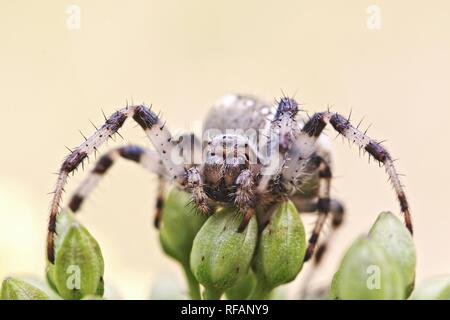 Araneus quadratus Stockfoto