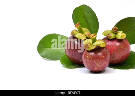 Mangosteen ist eine mehrjährige Grüner Baum aus den Tropen, der geglaubt wird, von der Malaiischen Halbinsel zu stammen und zu den Schären ausbreiten. Stockfoto