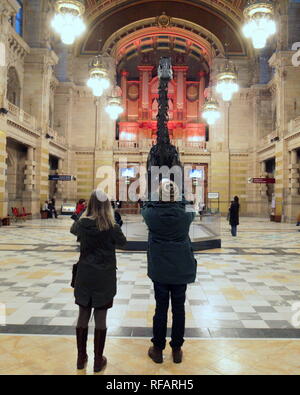 Glasgow, Schottland, Großbritannien. 24 Jan, 2019. Der Diplodocus Dippy UK Tour sehr beliebt ist wie die Dinosaurier Rock Star Aufmerksamkeit Unter Jung und Alt wird und ist zu einem der meist fotografierten Attraktionen in der Stadt, Schottland, UK Credit: Gerard Fähre / alamy Leben Nachrichten Stockfoto