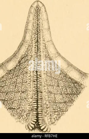 . Katalog der Britischen Stachelhäuter im British Museum (Natural History). Stachelhäuter; Marine Tiere. . Bitte beachten Sie, dass diese Bilder sind von der gescannten Seite Bilder, die digital für die Lesbarkeit verbessert haben mögen - Färbung und Aussehen dieser Abbildungen können nicht perfekt dem Original ähneln. extrahiert. British Museum (Natural History). Abt. der Zoologie; Bell, Francis Jeffrey; British Museum. London: Gedruckt im Auftrag des Kuratoriums Stockfoto