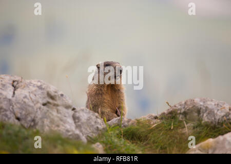 Alpine Murmeltier (Marmota marmota) sitzen auf dem Rock Stockfoto