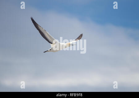 Bird Island Nature Reserve in Lambert's Bay, Western Cape Provinz, in Südafrika, ist ein wichtiger Brutplatz für Seevögel, besonders Kap Tölpel Stockfoto