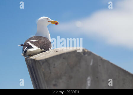 Bird Island Nature Reserve in Lambert's Bay, Western Cape Provinz, in Südafrika, ist ein wichtiger Brutplatz für Seevögel, besonders Kap Tölpel Stockfoto