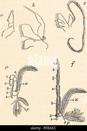 . Katalog der Australischen Stiel- und sessile-eyed Krebstiere. Das Australian Museum; Malacostraca - Australien; Malacostraca - Australien Sydney (N. S.W.); Krebstiere - Australien; Krebstiere - Australien Sydney (N. S.W.). INTEODUCTION. vn hingewiesen - die Rednertribüne; seine mittleren Teil entspricht der terga der Segmente oder Somiten, die es abdeckt; die seitlichen Teile, die ein Paar breite Klappen, die Kiemen und entsprechend der pleura Der cephalothoracic Segmente bilden, sind die brancliiostegites oder Gill - Abdeckungen genannt. Die Anhängsel vom cepthalothorax kann Stockfoto