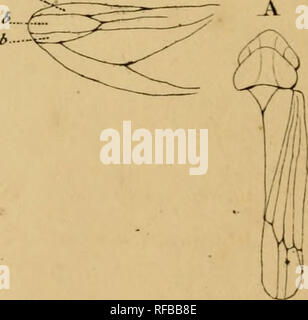 . Katalog des hémiptères du Département du Nord/par L. Lethierry. Hemiptera. %7. Von "iij. h. ^Ô&gt;) pli Bav-u f&gt; rt Fiq. -. '^ imiiiix. Bitte beachten Sie, dass diese Bilder sind von der gescannten Seite Bilder, die digital für die Lesbarkeit verbessert haben mögen - Färbung und Aussehen dieser Abbildungen können nicht perfekt dem Original ähneln. extrahiert. Lethierry, L. (Lucien), C. 1830-1894; Metcalf Sammlung (North Carolina State University). NCRS. Lille: L. Danel Stockfoto