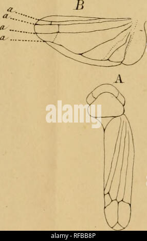 . Katalog des hémiptères du Département du Nord/par L. Lethierry. Hemiptera. Jlv. Ich. B A Ly.S. Tiff. 6.. Bitte beachten Sie, dass diese Bilder sind von der gescannten Seite Bilder, die digital für die Lesbarkeit verbessert haben mögen - Färbung und Aussehen dieser Abbildungen können nicht perfekt dem Original ähneln. extrahiert. Lethierry, L. (Lucien), C. 1830-1894; Metcalf Sammlung (North Carolina State University). NCRS. Lille: L. Danel Stockfoto