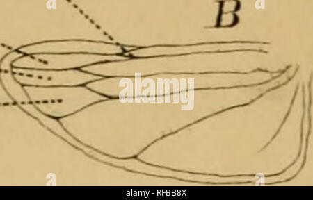 . Katalog des hémiptères du Département du Nord/par L. Lethierry. Hemiptera. %. //&Gt; y. 3 PL1 Tu;. 2.. Jlv. Ich. B A Ly.S. Bitte beachten Sie, dass diese Bilder sind von der gescannten Seite Bilder, die digital für die Lesbarkeit verbessert haben mögen - Färbung und Aussehen dieser Abbildungen können nicht perfekt dem Original ähneln. extrahiert. Lethierry, L. (Lucien), C. 1830-1894; Metcalf Sammlung (North Carolina State University). NCRS. Lille: L. Danel Stockfoto