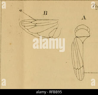 . Katalog des hémiptères du Département du Nord/par L. Lethierry. Hemiptera. %. //&Gt; y. 3 PL1 Tu;. 2.. Bitte beachten Sie, dass diese Bilder sind von der gescannten Seite Bilder, die digital für die Lesbarkeit verbessert haben mögen - Färbung und Aussehen dieser Abbildungen können nicht perfekt dem Original ähneln. extrahiert. Lethierry, L. (Lucien), C. 1830-1894; Metcalf Sammlung (North Carolina State University). NCRS. Lille: L. Danel Stockfoto