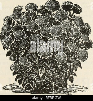 . Katalog 1892: Getestete Samen. Samen Samen Kataloge Kataloge; Gemüse; Blumen Samen Samen Kataloge Kataloge; Obst; Baumschulen (Gartenbau) Kataloge. Pflanzen ANO BOLBS 11 winterharte Stauden. Diese sind nun mehr Aufmerksamkeit, als sie seit vielen Jahren; ihre Kultur ist immer sehr beliebt, wie es sollte. Sie sind unverzichtbar für jeden Garten, wie sie unter den schönsten Juwelen der Natur sind. Versand hy nur Express. Diese Liste umfasst die meisten bemerkenswert. HARDY ASTERN. Eine schöne, hardy Klasse von Pflanzen, der einfach Kultur. Sie blühen im Spätsommer und Herbst in der Gre Stockfoto