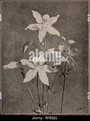 . Katalog 1915: Samen, Blumenzwiebeln, Stauden. Samen Samen Kataloge Kataloge; Gemüse; Blumen Samen Samen Kataloge Kataloge; Obst; Baumschulen (Gartenbau) Kataloge. SNAPDRAGON ANTIRRHINUM - Snapdragon H. H. S. lJ/2 bis 3 ft. Dunkle, glänzende Blätter, und neugierig geformt, auffälligen farbigen Flow-ers mit gefleckten Kehlen. Snap - Drachen Blüte im ersten Jahr, wenn Saatgut früh gesät wird. Die leicht mit Blättern bedeckt, sie überleben den Winter. Gelingt am besten in eher leichte Böden. Groß, Riesen-blühenden Sorten (3 Fuß) Die folgenden fünf Sorten sehr große einzelne Blumen bei langen Stacheln getragen haben. Pkt. 2078 Die Stockfoto