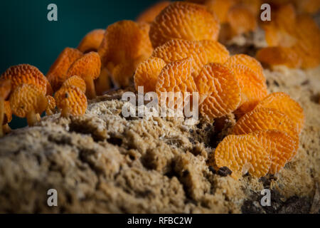 Laschia thwaitsesii Pilz ist ein SAPROPHYTISCHE Arten, wächst auf verfallende Zweigen und Ästen. Stockfoto