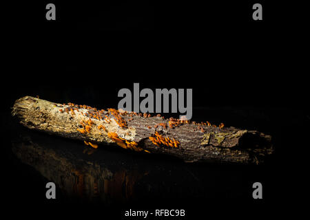 Laschia thwaitsesii Pilz ist ein SAPROPHYTISCHE Arten, wächst auf verfallende Zweigen und Ästen. Stockfoto