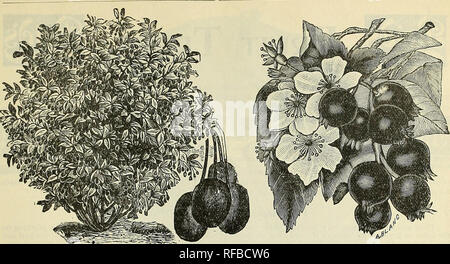 . Katalog 1895: Alles für die obstbauer. Baumschulen (Gartenbau) Ohio Bridgeport Kataloge; Obstbäume Sämlinge Kataloge Kataloge; Obst; Pflanzen, Zierpflanzen Kataloge. 2/. RLKAGNUS LONGIPES. ELEAQNUS LONGIPES. Diese neue und wertvolle Erwerb, ein Eingeborener von Japan, ist eine der vielversprechendsten neuen Früchte, und wir empfehlen es für weitere allgemeine Einpflanzen. Es verdient einen Platz in beiden Obst und Zierpflanzen Sammlungen, wie seine schöne Form als Strauch, mit seinem dunkelgrünes Laub, macht es zu einem sehr auffälligen Anblick, besonders wenn sie mit seinen Früchten geladen; es ist auch sehr attraktive w Stockfoto