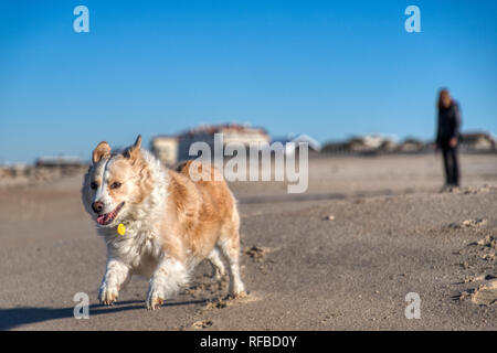 Blond Border Collie Mix, der auf einem Sandstrand mit einem strahlend blauen Himmel und eine menschliche Unscharf im Hintergrund Stockfoto