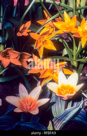 Seerose Corona Tulipa Kaufmanniana mit Tulipa urumiensis hinter im Frühjahr, beide sind ideal für Rock gardens Grenzen oder in Containern Stockfoto