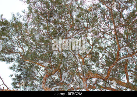 Schönen winter Tannenzweigen Textur Stockfoto