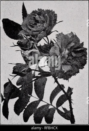 . Katalog und Preisliste. Rock pflanzen Kataloge; Rock gardens Vermont Kataloge; Baumschulen Vermont Kataloge. Eiserne Extra robuste Rosen. F.J.GROOTENDORST GEPANZERTE EXTRA ROBUSTE ROSEN Diese kalten Land Rosen für ihre winterhärte ausgewählt. Sie werden überall wachsen, dass eine Rose wachsen können. Alle wurden gründlich hier im Kindergarten ausprobiert und kann für winterhärte abgehangen werden. Agnes: - eine gelbe Rugosa Hybride mit Ursprung in Kanada. Große, helle gelbe, gefüllte Blüten im Frühling. $ 1,00. Kohl Rose: - Dieses altmodische, große Doppelzimmer rosa Rose ist eine Rose für das kalte Land. 50 Cent e Stockfoto